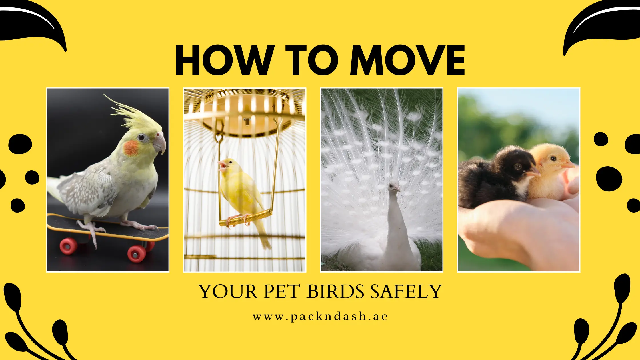 How to Move Your Pet Bird Safely
