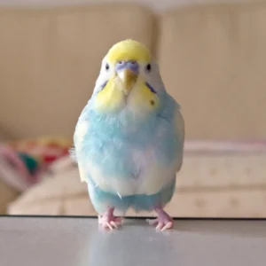 How to Move Your Pet Bird Safely 2 pet birds
