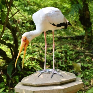 How to Move Your Pet Bird Safely 1 pet birds